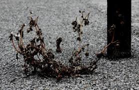 deadweeds1