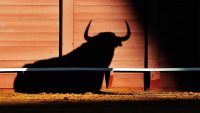 bull