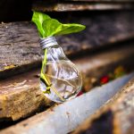 How to grow a green business