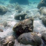 Rare-earth metals found in Japanese waters