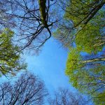 Canon USA supports reforestation program